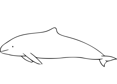 Harbour Porpoise Coloring Page